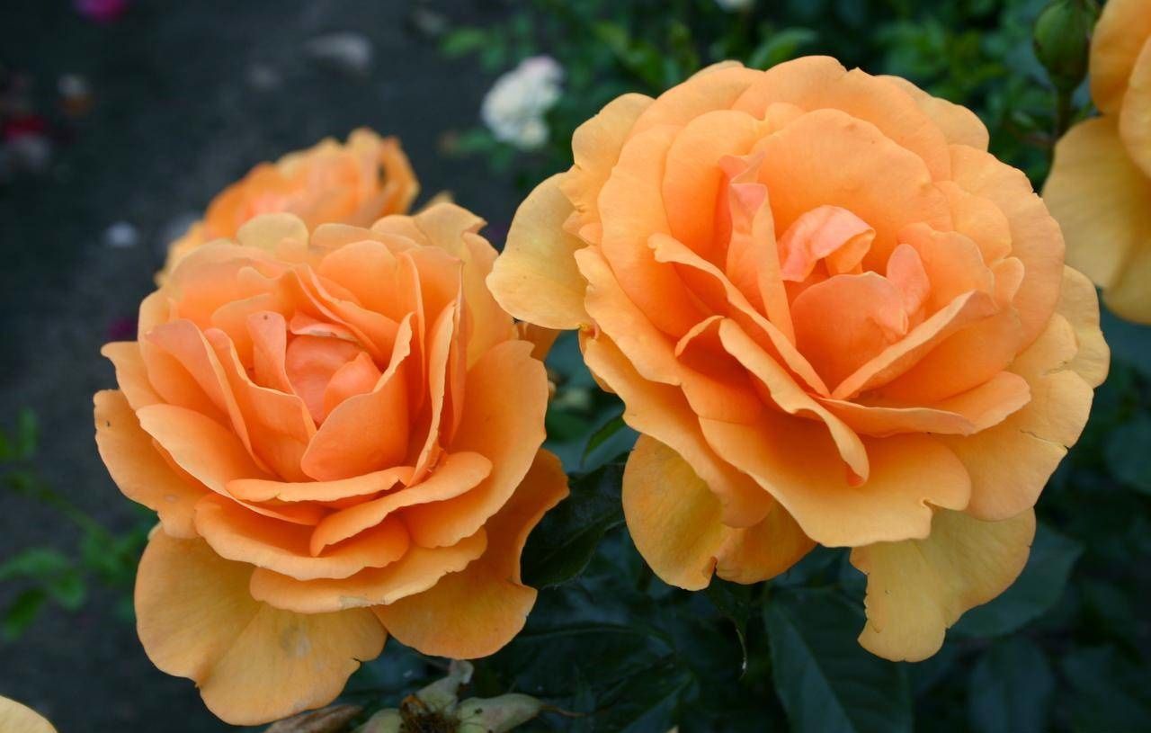 South Africa Rose plant in a 1.5-gallon container by Fresh Garden Living, featuring lush green foliage and vibrant rose blooms.