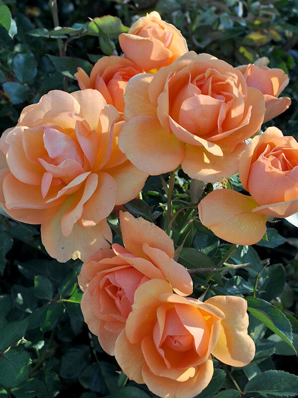 Fresh Garden Living South Africa Rose plant in a 1.5-gallon container, showcasing vibrant blooms and lush green foliage.
