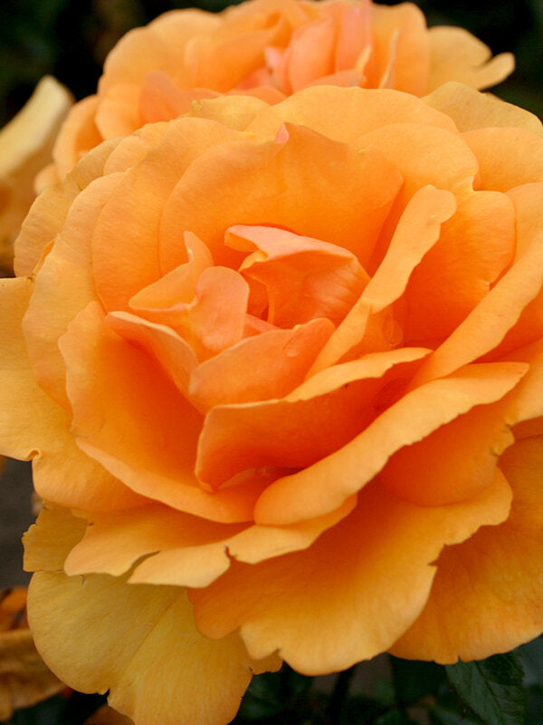 South Africa Rose plant in a 1.5-gallon container, fresh garden living, vibrant pink blooms and green foliage.