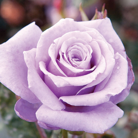 Sterling silver rose plant in a 1.5-gallon pot from Fresh Garden Living, with lush green leaves and blooming pink roses.