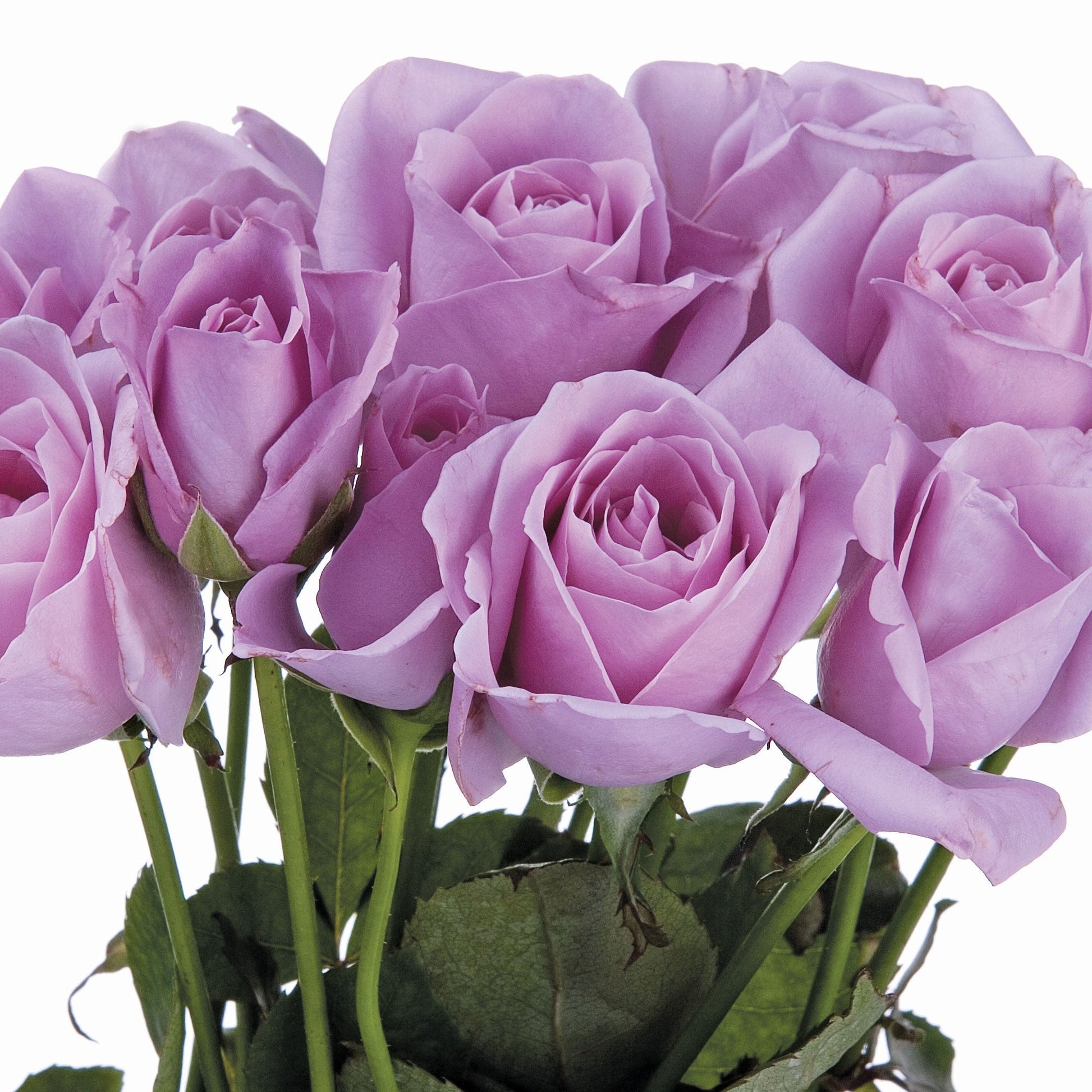 Fresh Garden Living sterling silver rose plant in a 1.5-gallon pot, showcasing lush green leaves and vibrant rose blooms.