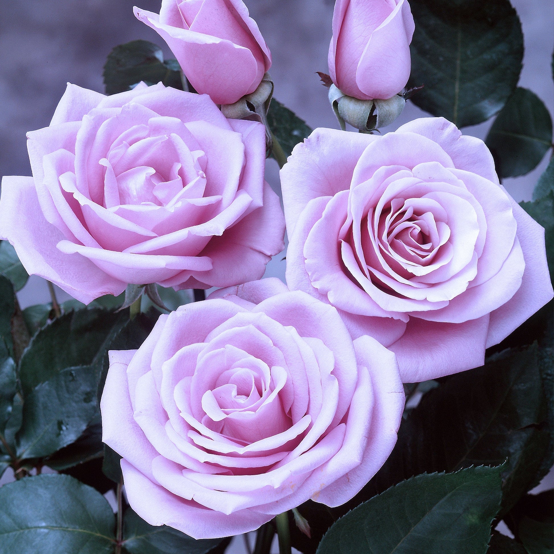 Sterling silver rose plant in a 1.5-gallon pot, healthy green leaves and vibrant blooms, potted for gardening or display.