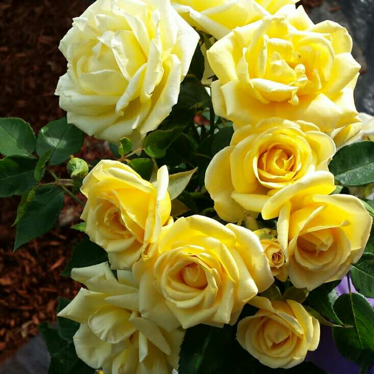 Fresh Garden Living Sunny Sky Rose in 1.5-gallon container, vibrant pink rose plant with lush green foliage.