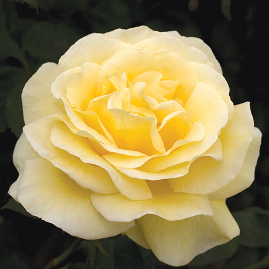 Fresh Garden Living Sunshine Daydream Rose plant in a 1.5-gallon container, showcasing vibrant rose blooms and healthy green foliage.