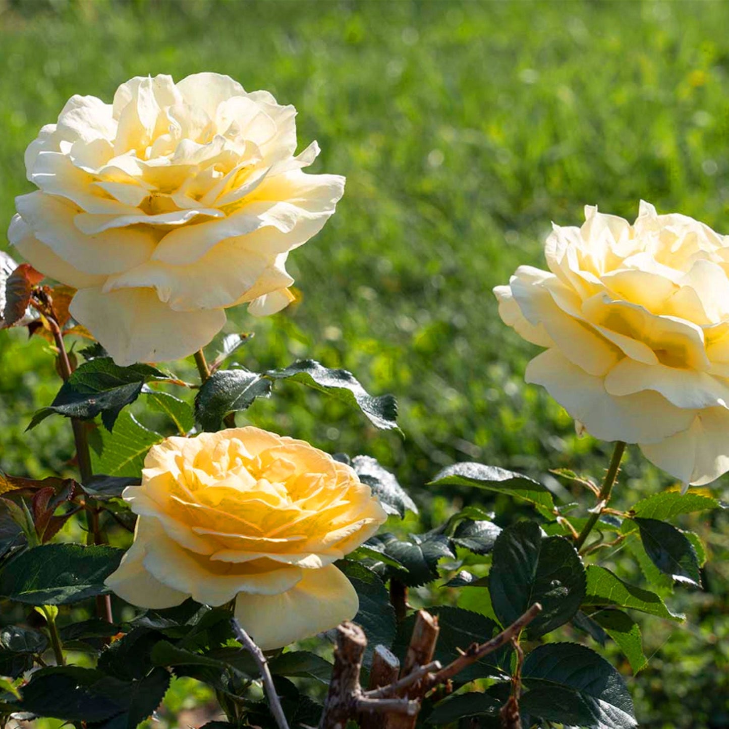 Fresh Garden Living Sunshine Daydream Rose plant in a 1.5-gallon container, showcasing vibrant blooms and healthy foliage.