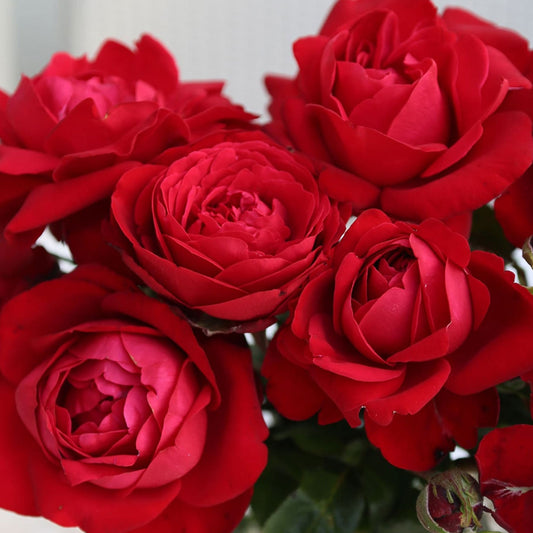 Fresh Garden Living Tiamo Rose plant in a 1.5-gallon pot, featuring vibrant pink blooms and healthy green foliage.
