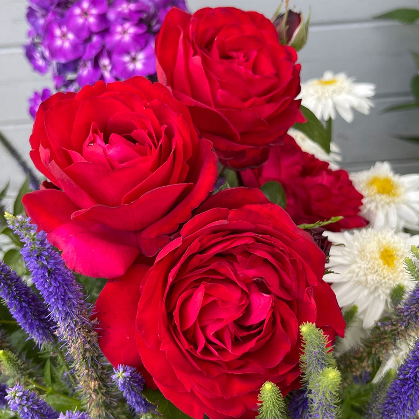 Fresh Garden Living Tiamo Rose plant in a 1.5-gallon pot, showing vibrant pink blooms and lush green foliage.