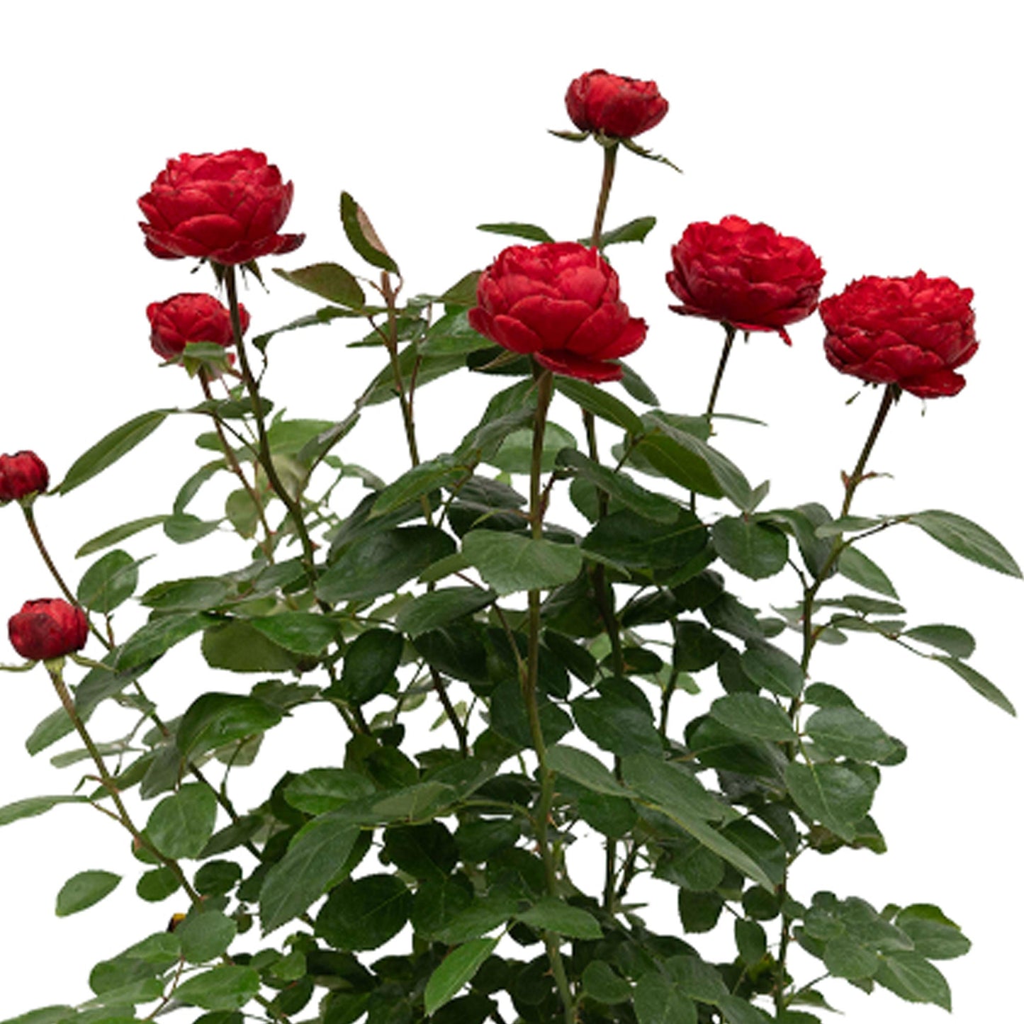 Fresh Garden Living Tiamo Rose plant in a 1.5-gallon pot with vibrant pink blooms and lush green foliage.