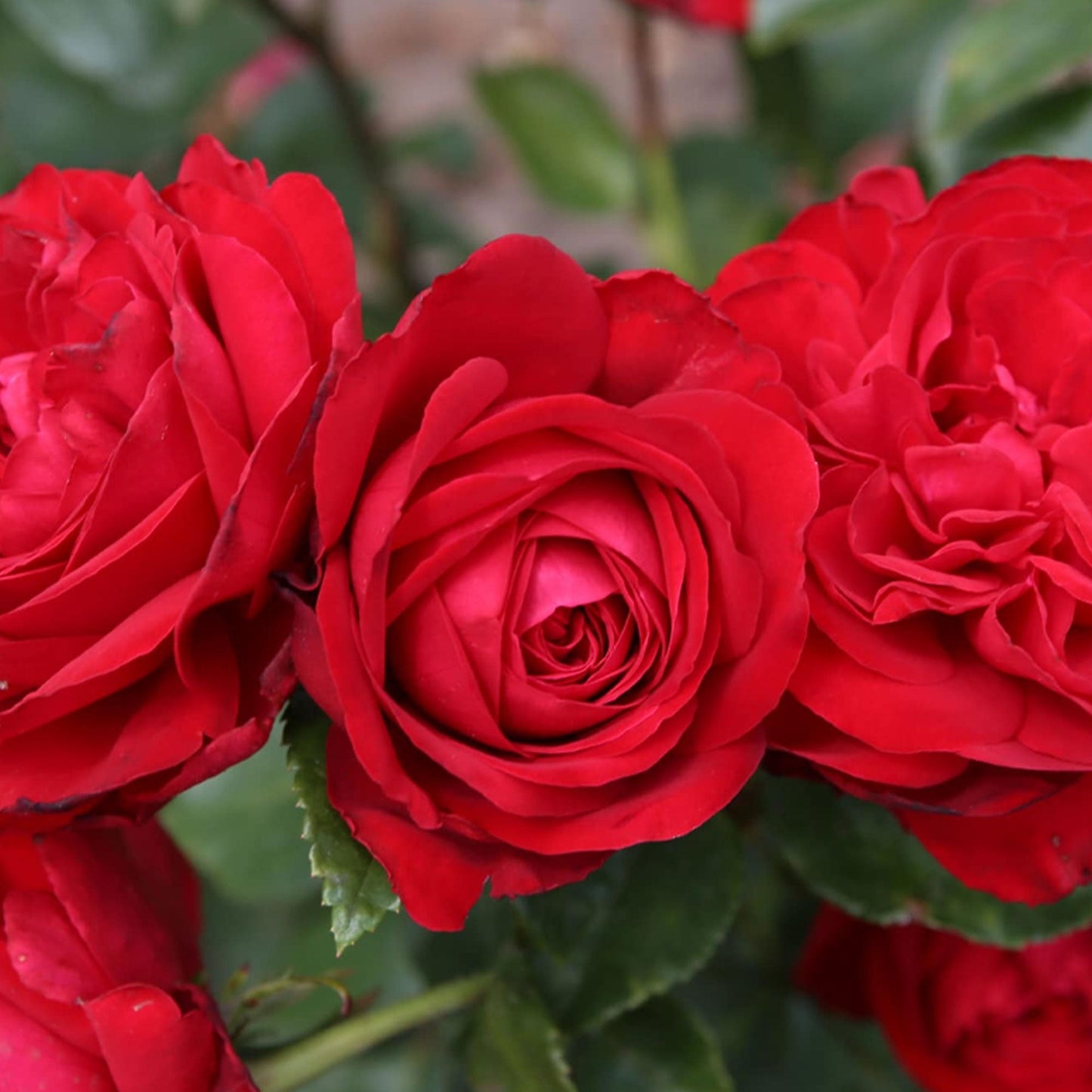 Fresh Garden Living Tiamo Rose plant in 1.5-gallon pot with vibrant pink blooms and lush green foliage.