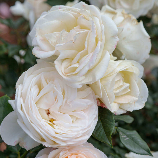 Fresh Garden Living Top Cream Rose Hybrid Tea Rose plant in a 1.5-gallon pot, showcasing fragrant cream-colored blooms.