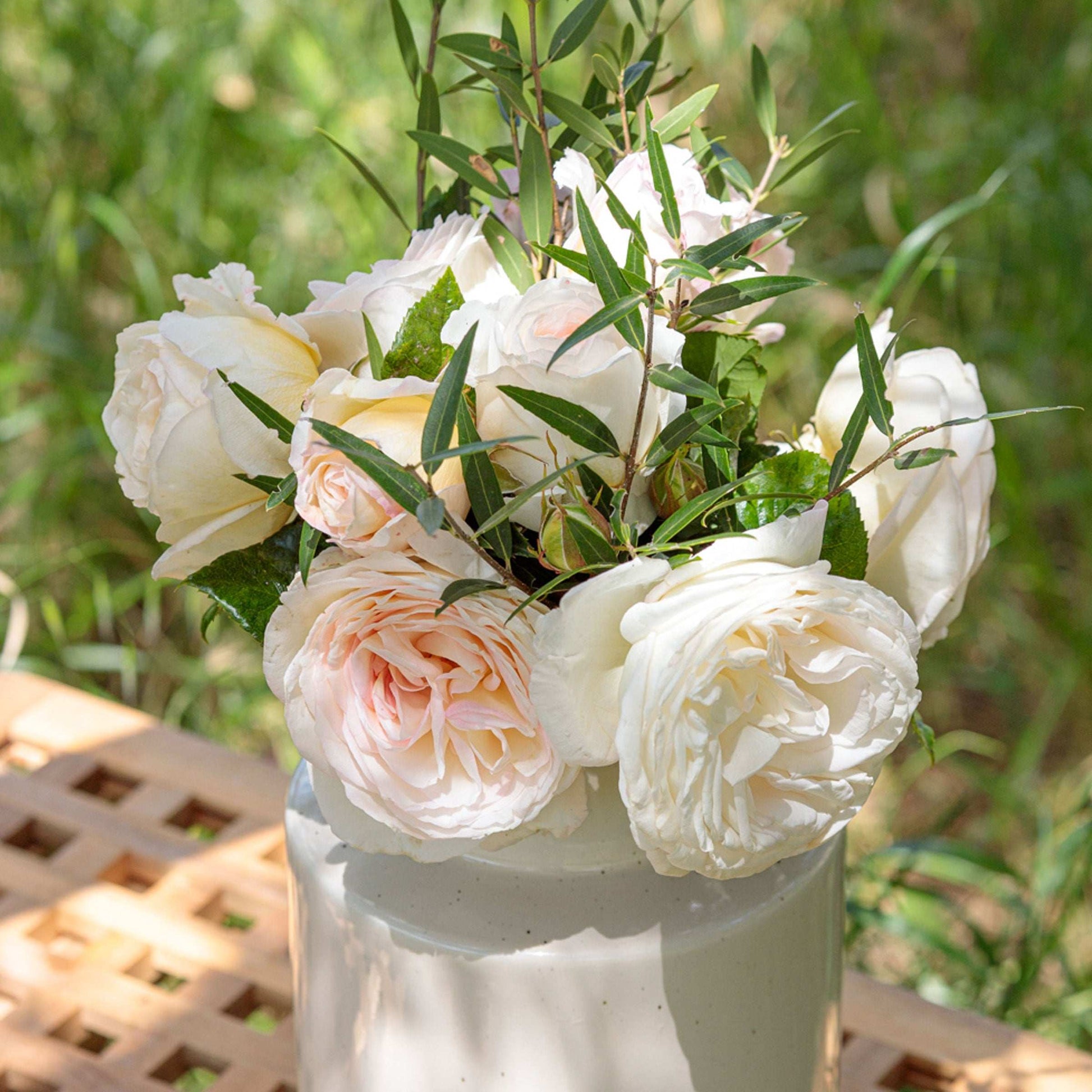Fresh Garden Living Top Cream Rose Hybrid Tea plant in a 1.5-gallon pot, showcasing fragrant cream-colored blooms and lush foliage.