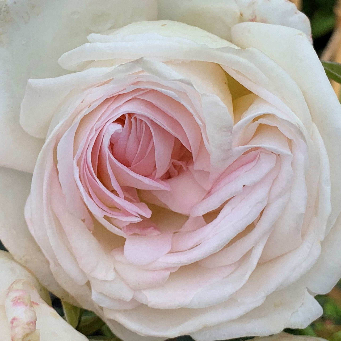 Fresh Garden Living Top Cream Rose hybrid tea plant in a 1.5-gallon pot with fragrant, lush blossoms.