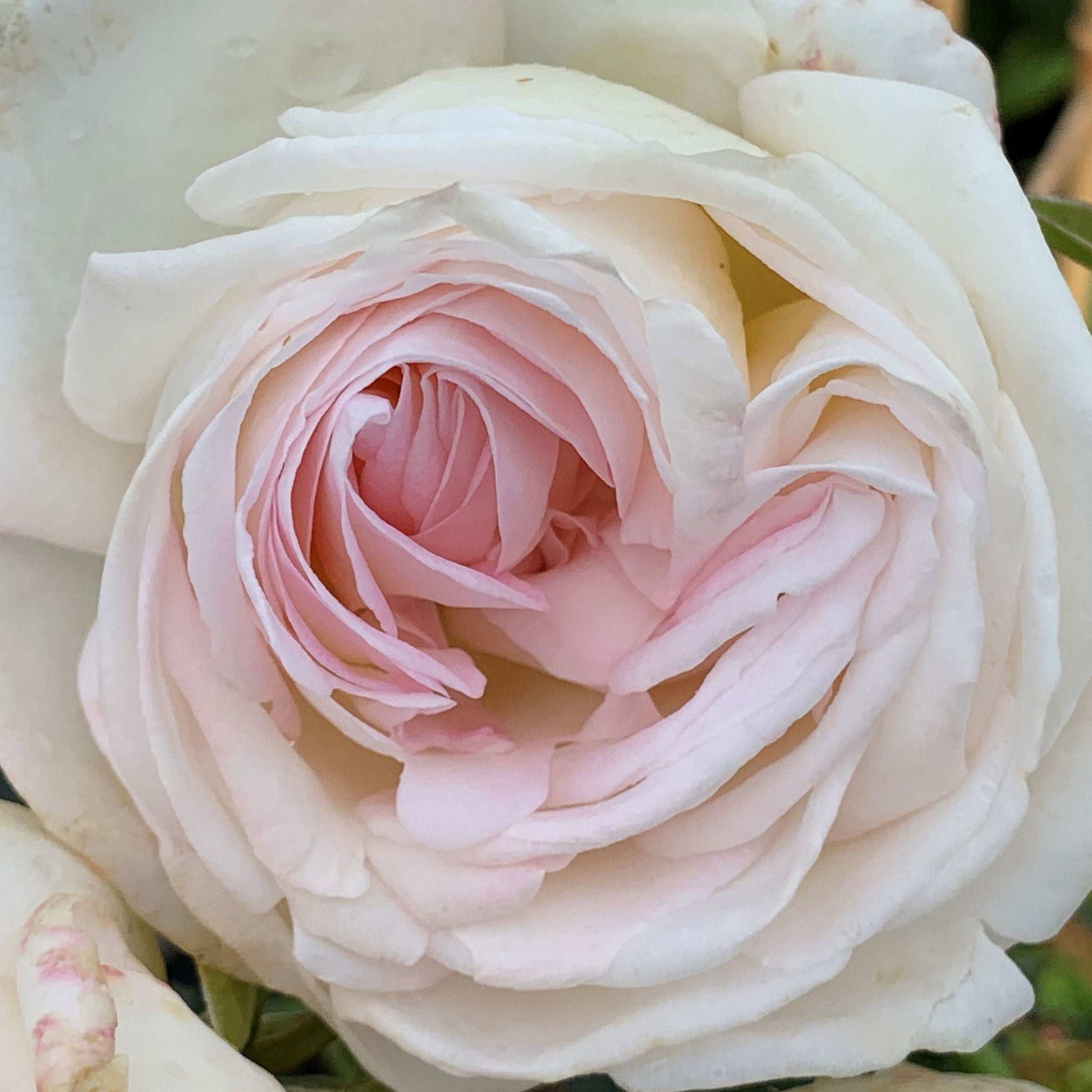 Fresh Garden Living Top Cream Rose hybrid tea plant in a 1.5-gallon pot with fragrant, lush blossoms.