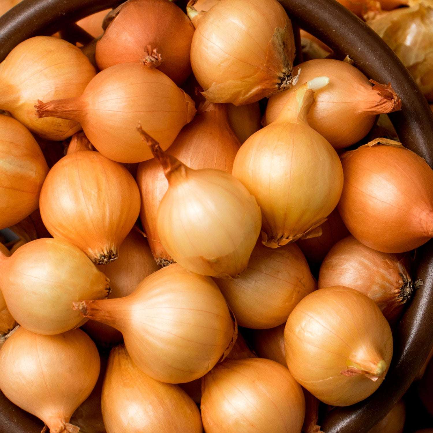 Yellow Onion Sets 8 oz. Non-GMO Stuttgarter Variety - Blessings Grow Meadows