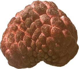 Red Sugar Apple, Sweetsop, Annona Tree - Blessings Grow Meadows