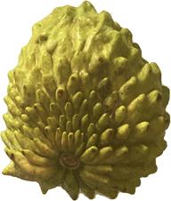 Green Sugar Apple, Sweetsop, Annona Tree - Blessings Grow Meadows