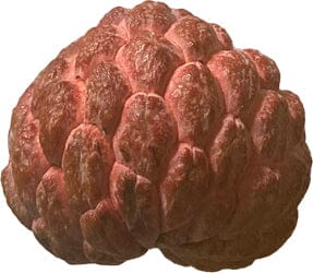 Red Sugar Apple, Sweetsop, Annona Tree - Blessings Grow Meadows