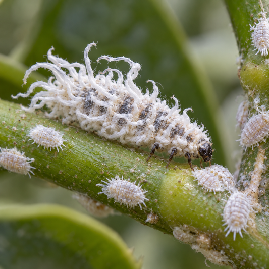 Cryptolaemus montrouzieri