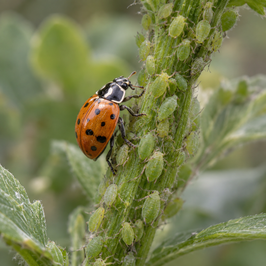 Ladybugs