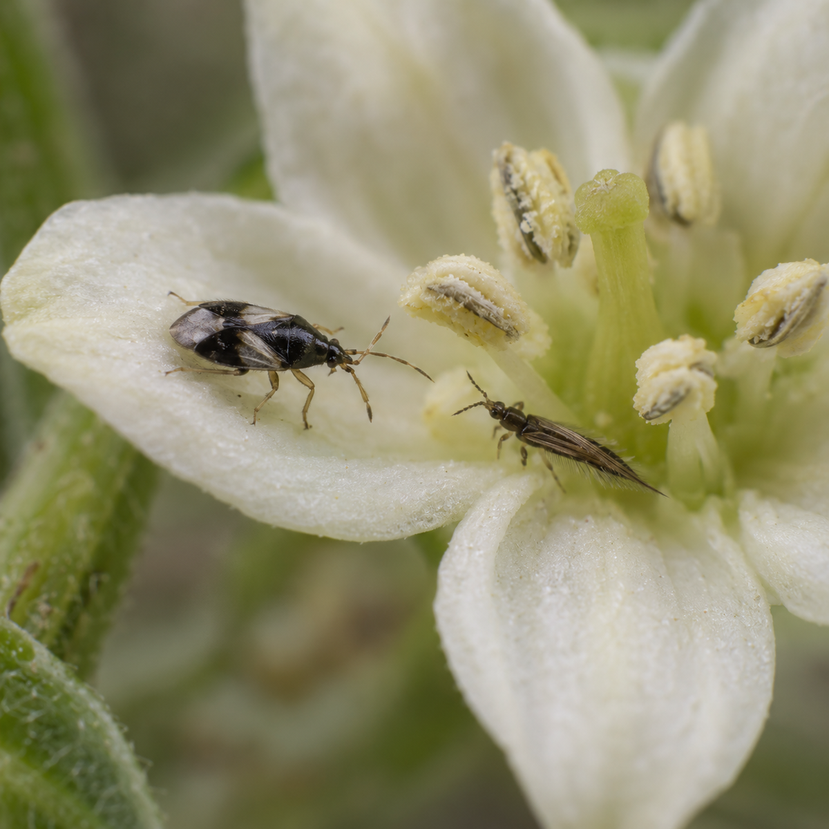 Orange Orius insidiosus predatory insect on a flower targeting thrips, used as a biological pest treatment by FGMN Nursery.