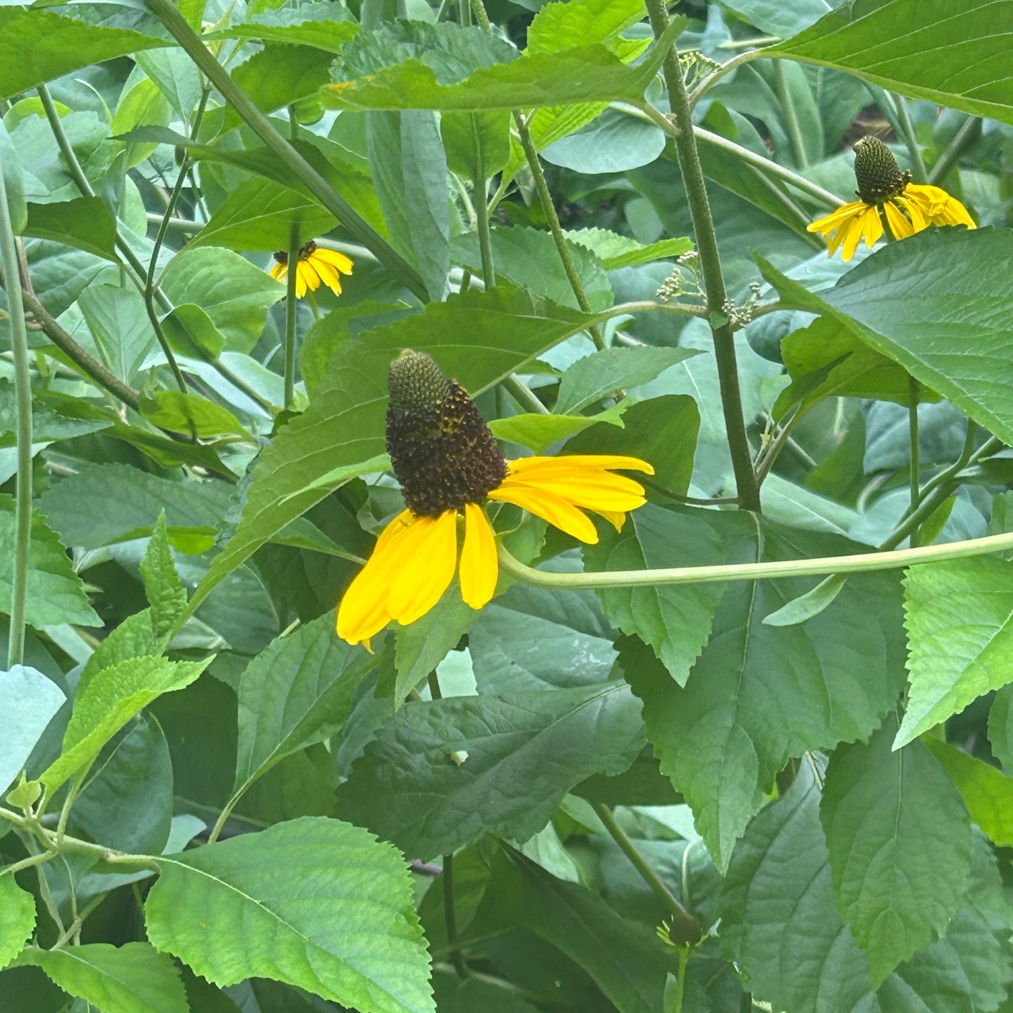 Giant Coneflower Live Plant – Rudbeckia maxima – Native Tall Pollinator Perennial