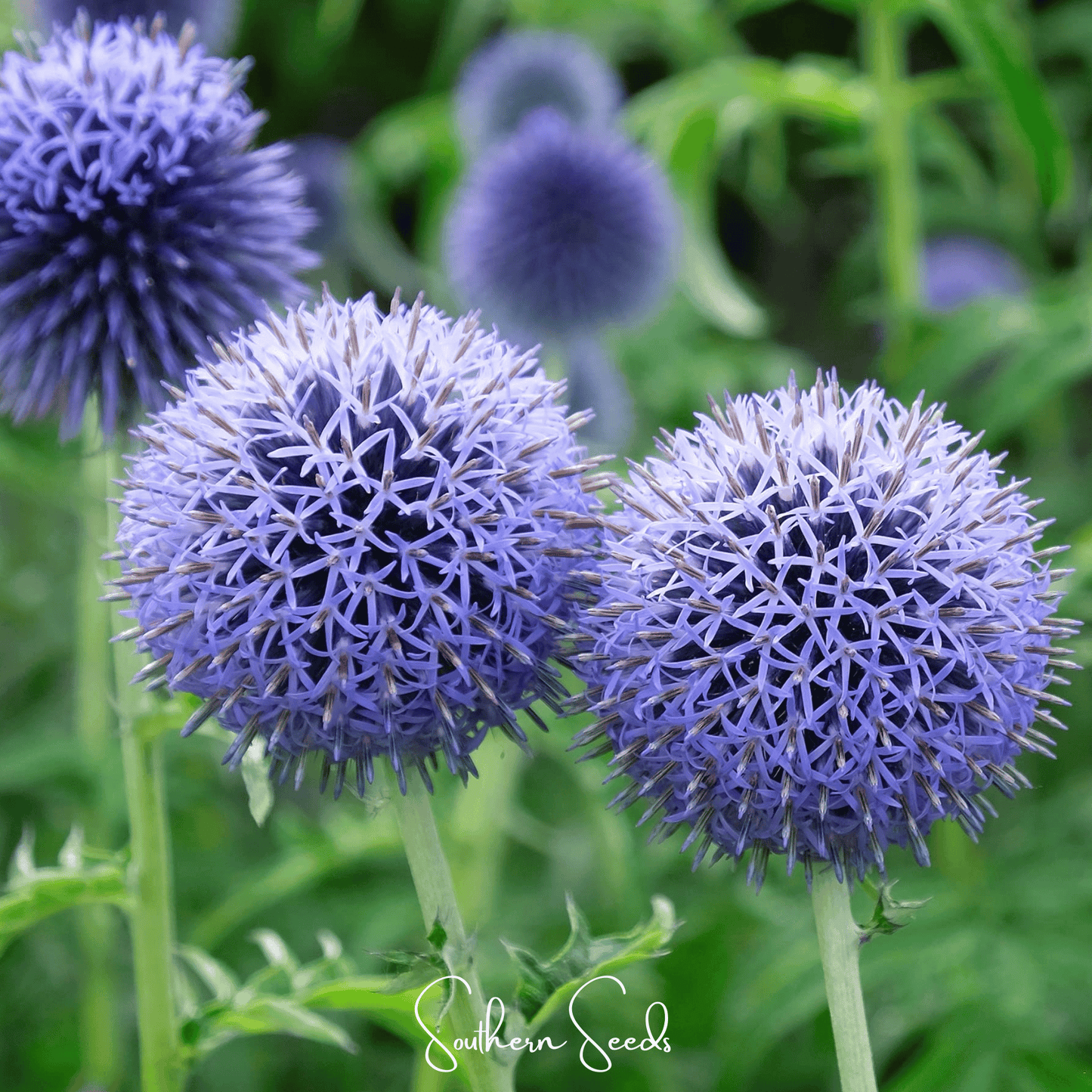 Southern Globe Thistle seeds from Southern Seeds, showing vibrant blue globe-shaped flower buds and green foliage.