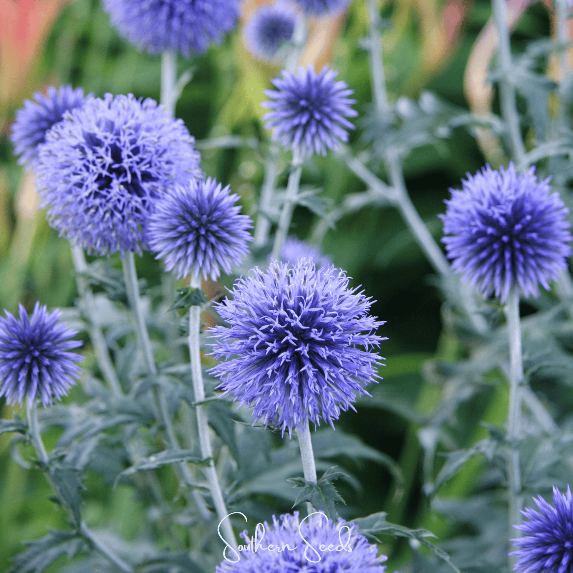 Southern Globe Thistle seeds from Southern Seeds, close-up of spiky globe-shaped flower head with green and purple hues.