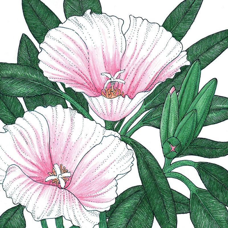 Godetia, Semi-Tall Single Mix (1/4 lb) - Blessings Grow Meadows