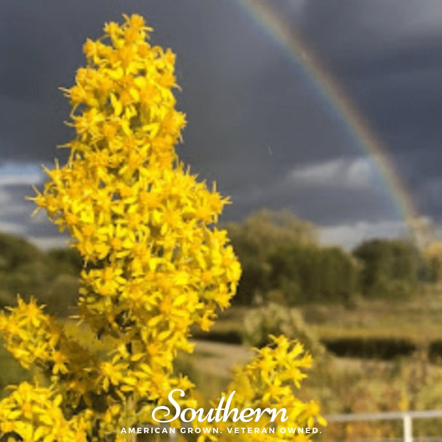 Showy Goldenrod plant with vibrant yellow flowers, 100 seeds from Southern Seeds, showcasing the wildflower's lush blooms and foliage.