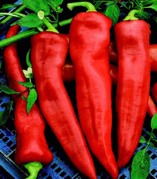 Goliath Griller Hybrid Pepper Seeds - Blessings Grow Meadows