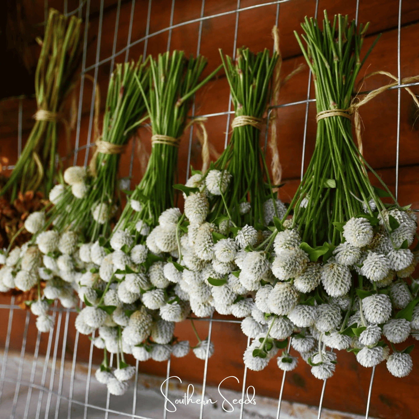White Globosa Gomphrena seeds from Southern Seeds, showing small white seed grains for planting and garden growth.