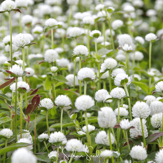 White Globosa Gomphrena seeds from Southern Seeds, small white flower seeds for garden planting and landscape decoration.