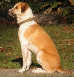 Power Pup Fermented Superfood Turmeric Powder for Pets - Blessings Grow Meadows