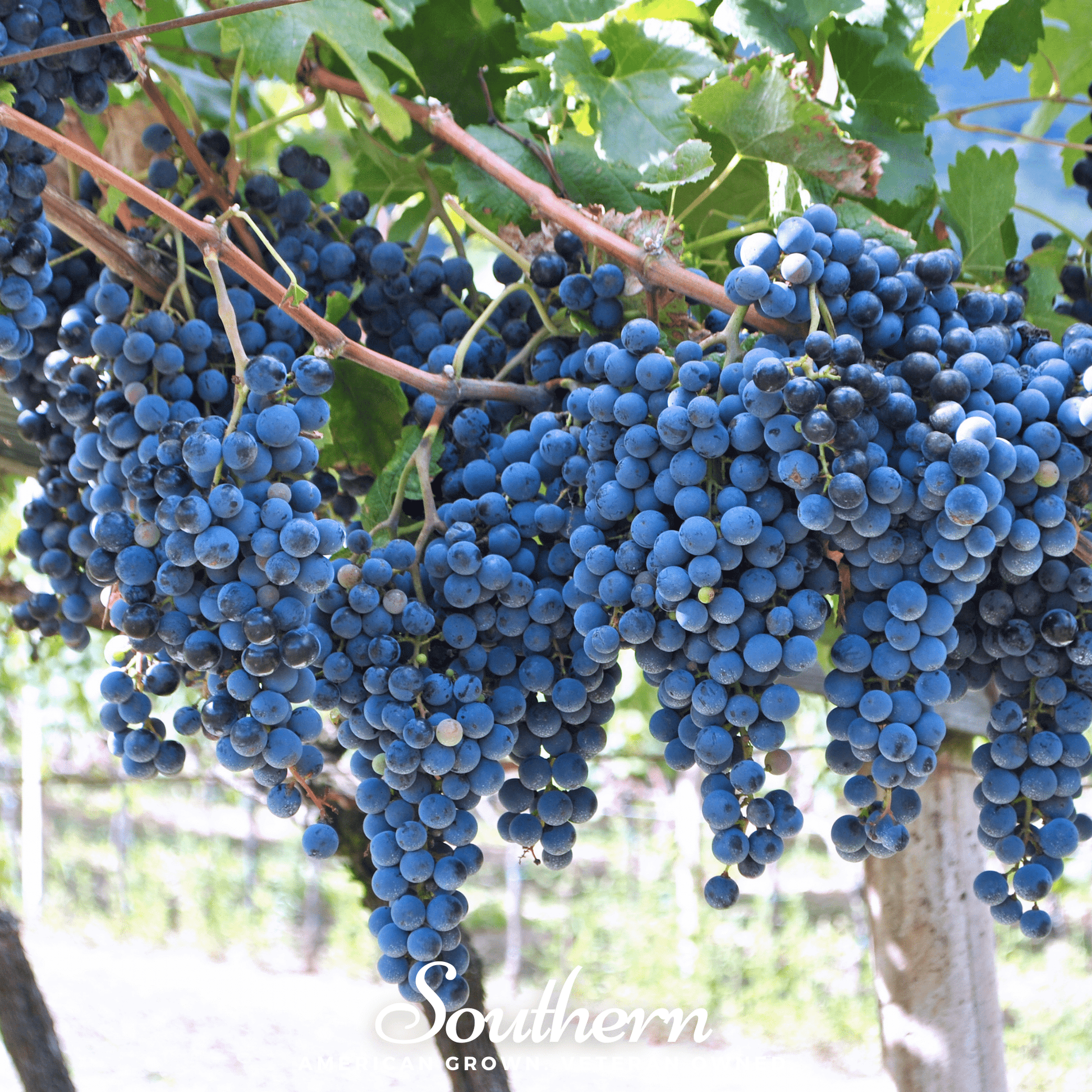 Wine grapes Vitis vinifera seeds, 35 seeds from Southern Seeds, showing small grape seeds suitable for planting.