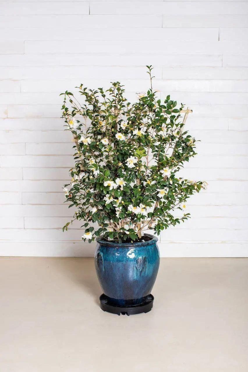 GreenStalk Garden Ultimate Spinner Base Only - Blessings Grow Meadows