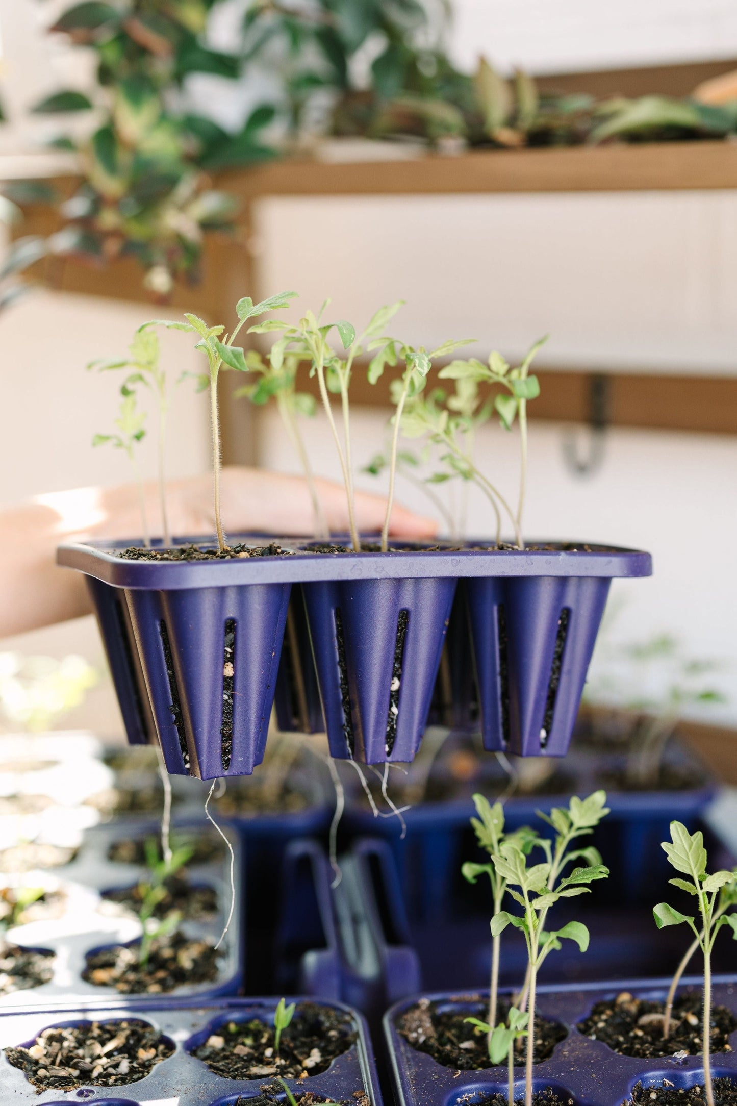 GreenStalk Garden Seed Starter Kit with Domes - Blessings Grow Meadows -