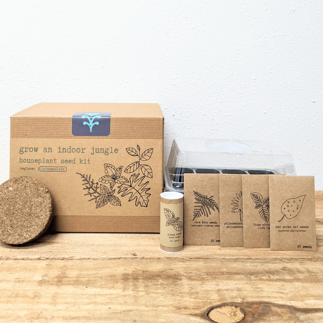Indoor jungle houseplant seed kit by Plantflix with various seeds for growing lush indoor plants.