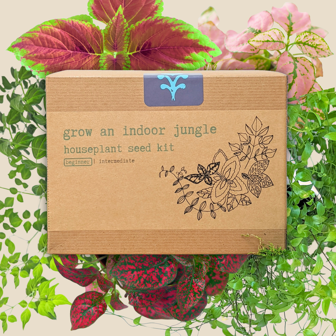 Indoor jungle houseplant seed kit by Plantflix with various seeds for growing lush houseplants at home.