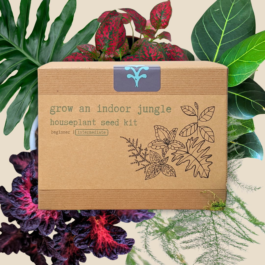 Indoor jungle houseplant seed kit by Plantflix, featuring a variety of seeds for growing lush houseplants indoors.