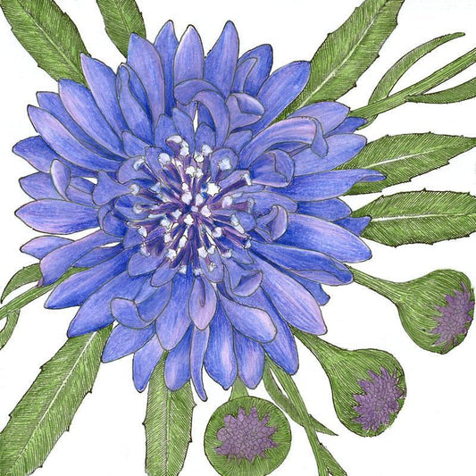 Bachelor Buttons flower seeds by Grow Organic, 1/4 lb package, showcasing vibrant purple-blue blossoms and green foliage.