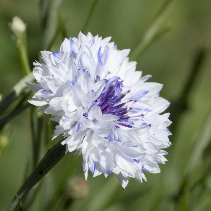 Grow Organic bachelor buttons flower seeds, 1/4 lb, showing vibrant purple blooms and green foliage in a close-up image.