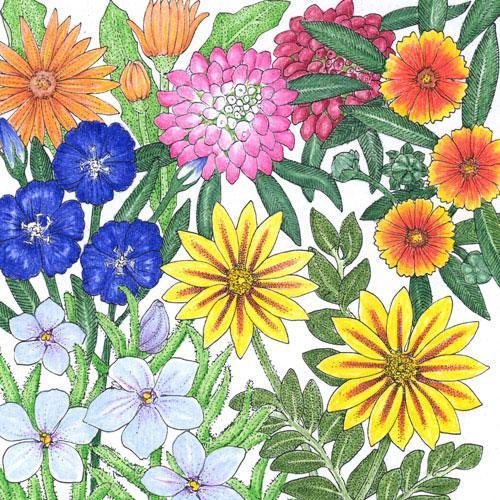 California Low-Growing Wildflower Mix (1/4 lb) - Blessings Grow Meadows