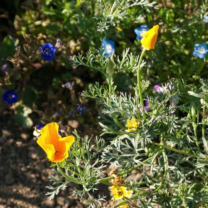 California Low-Growing Wildflower Mix (1/4 lb) - Blessings Grow Meadows