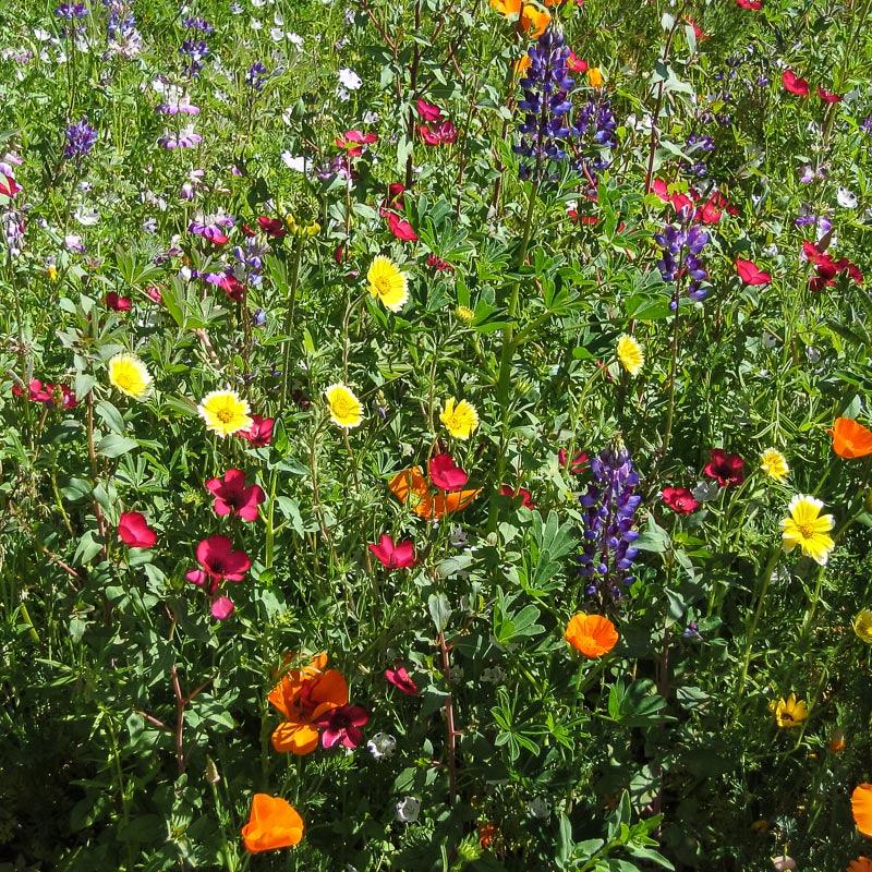 California Native Wildflower Mix (1/4 lb) - Blessings Grow Meadows