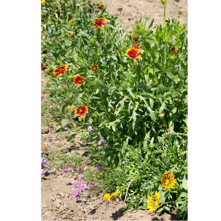California Perennial Wildflower Mix (1/4 lb) - Blessings Grow Meadows