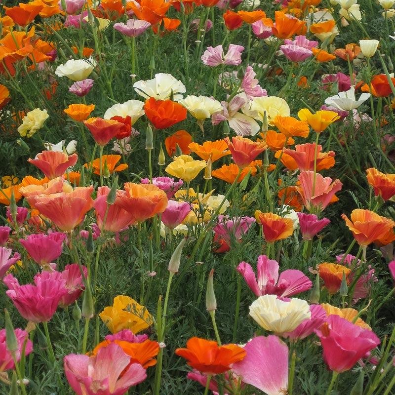 California Poppy Mission Bells flower seed packet by Grow Organic, showing vibrant orange poppy seeds and packaging.