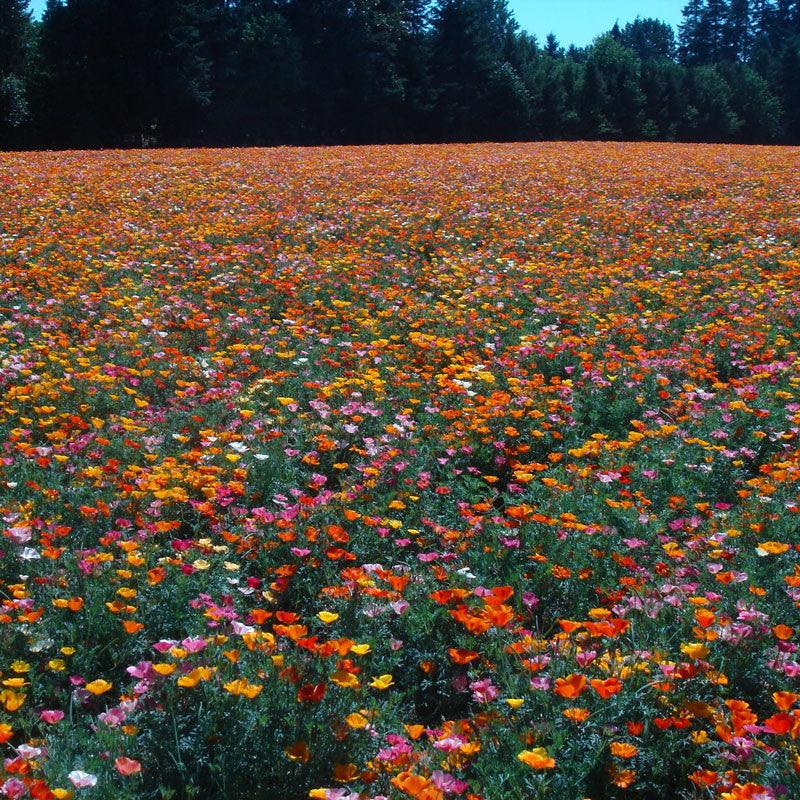 California Poppy, Mission Bells (lb) - Blessings Grow Meadows