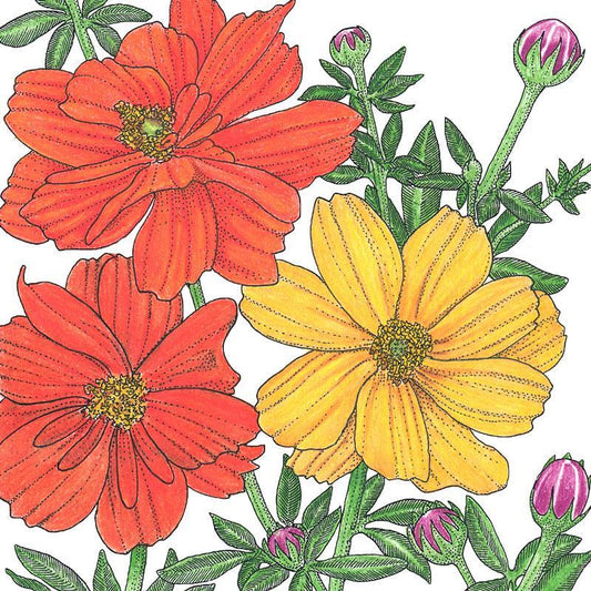 Cosmos, Bright Lights Mix (1/4 lb) - Blessings Grow Meadows