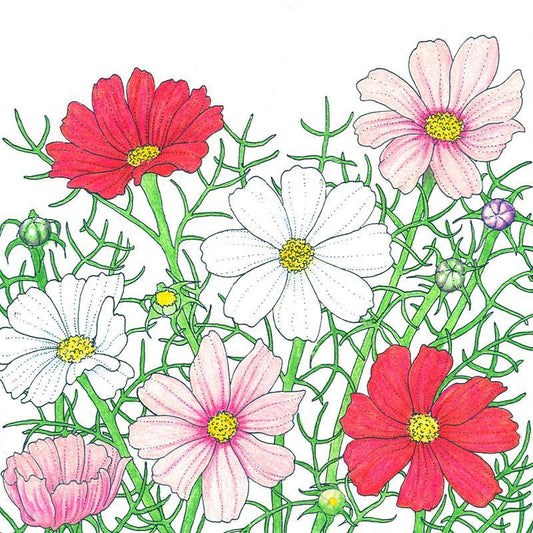 Cosmos, Sensation Mix (1/4 lb) - Blessings Grow Meadows