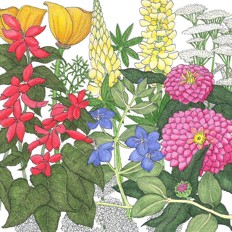 Deer Proof Garden Wildflower Mix (lb) - Blessings Grow Meadows